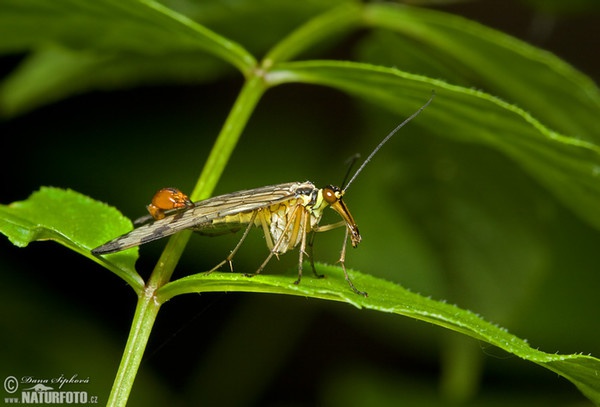 Srpice obecná (Panorpa communis)