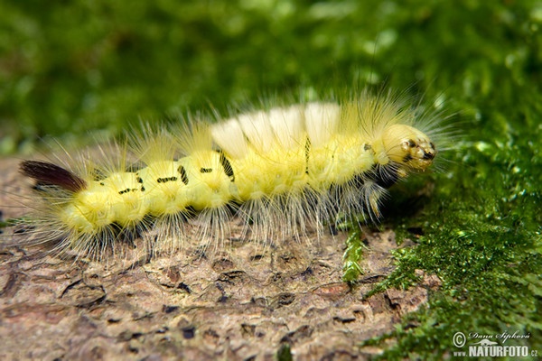 Štětconoš ořechový (Calliteara pudibunda)