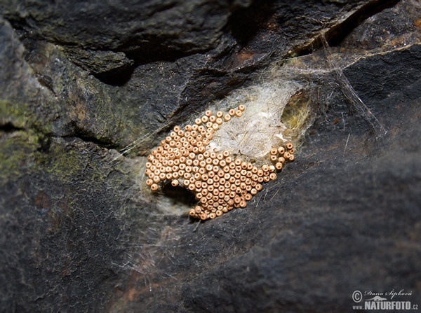 Štětconoš trnkový - vajíčka (Orgyia antiqua)