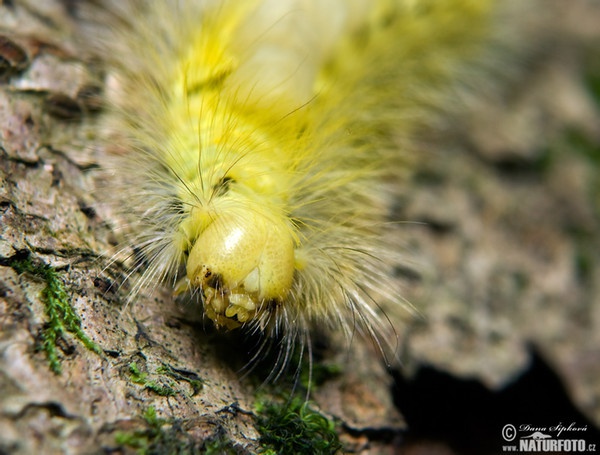 Štetinavec orechový (Calliteara pudibunda)