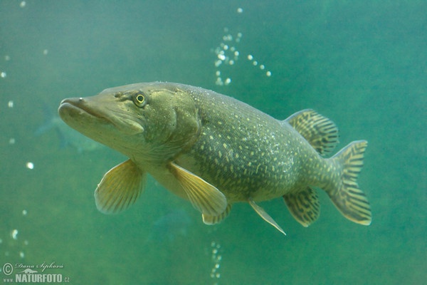 Šťuka obyčajná (Esox lucius)