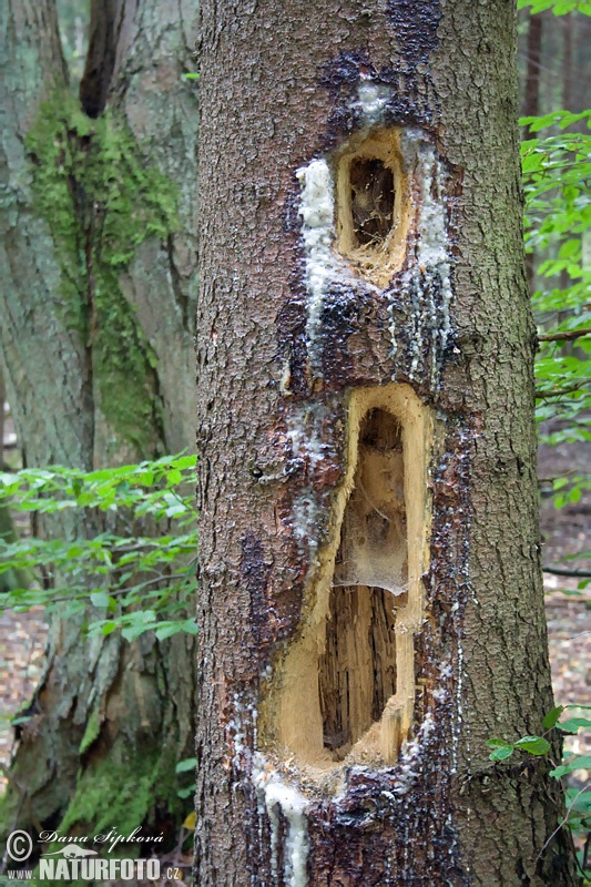 Tesár čierny (Dryocopus martius)