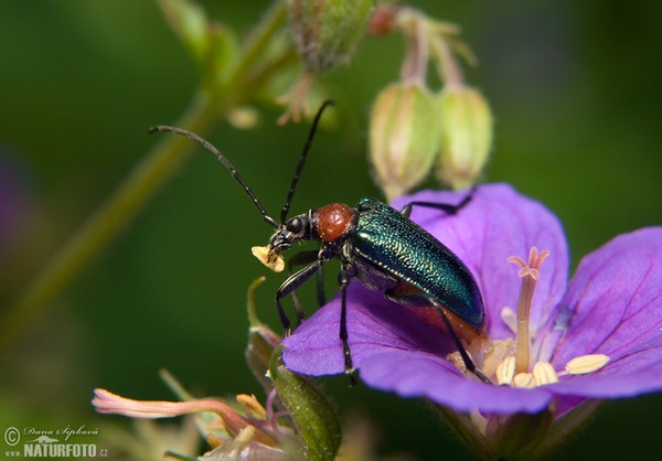 Tesařík (Gaurotes virginea)