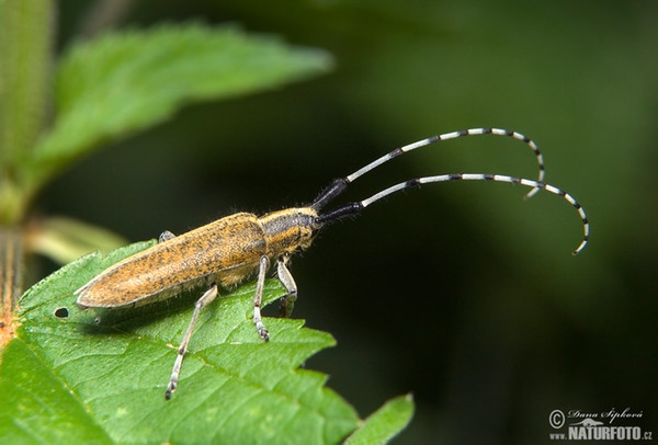 Tesařík úzkoštítý (Agapanthia villosoviridescens)