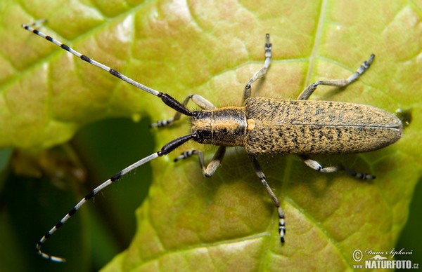 Tesařík úzkoštítý (Agapanthia villosoviridescens)