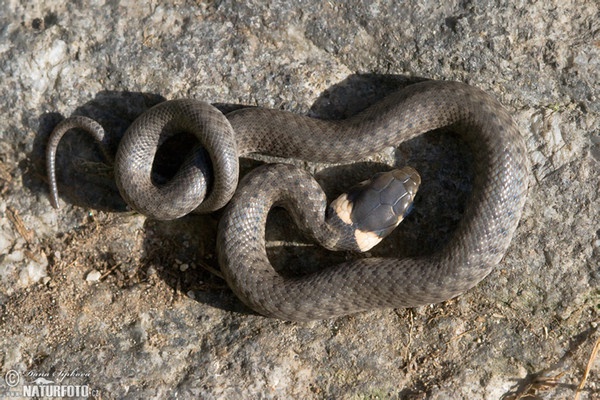 Užovka obojková - mládě (Natrix natrix)