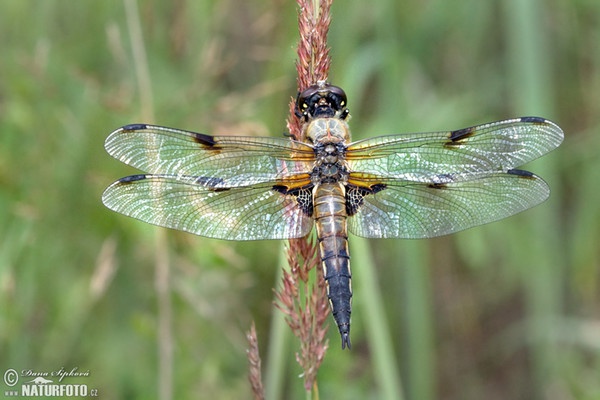 Vážka čtyřskvrnná (Libellula quadrimaculata)