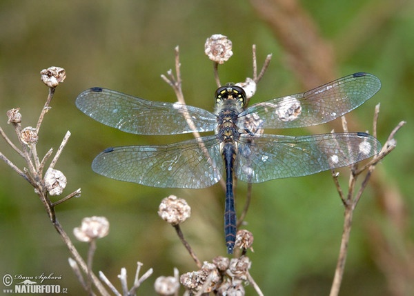 Vážka tmavá (Sympetrum danae)