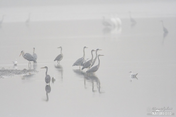 Volavka popolavá (Ardea cinerea)