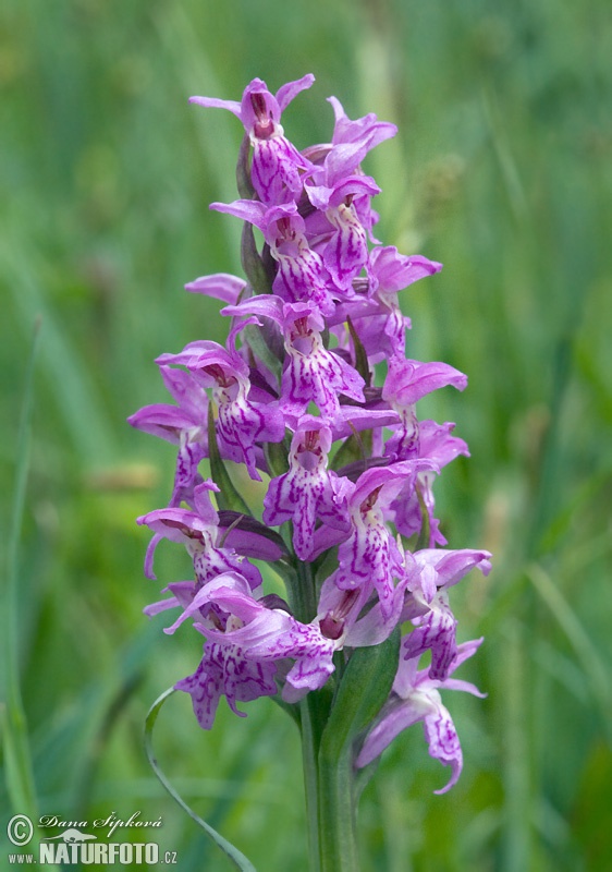 Vstavačovec májový (Dactylorhiza majalis)