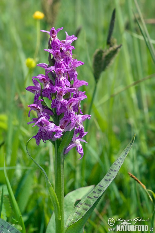 Vstavačovec májový (Dactylorhiza majalis)