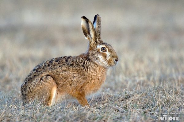 Zajac poĺný (Lepus europaeus)