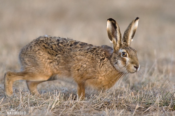 Zajac poĺný (Lepus europaeus)