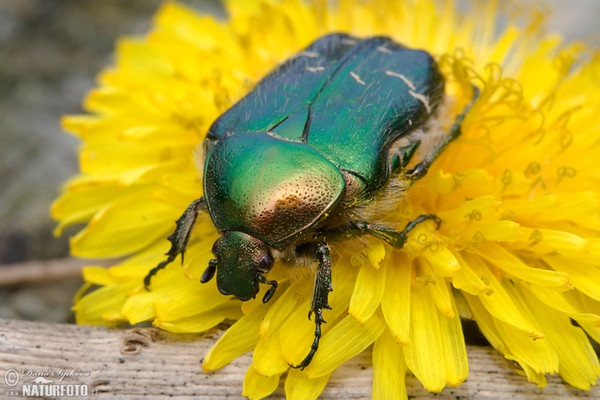 Zlatohlávek zlatý (Cetonia aurata)