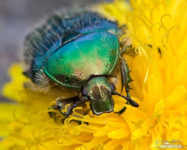 Zlatoň obyčajný (Cetonia aurata)