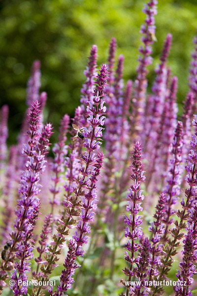 Botanická záhrada (Botanic gardens)