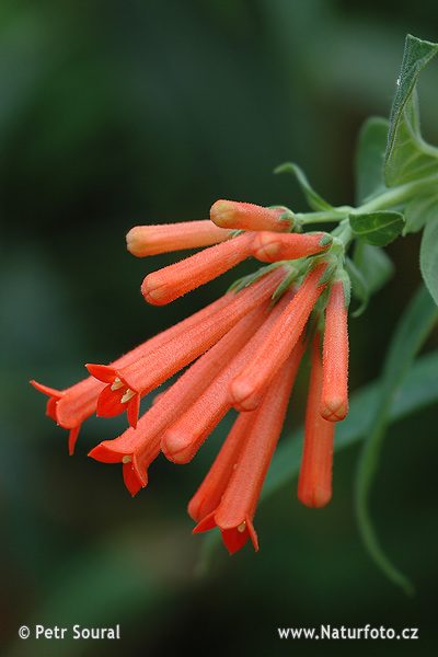 Botanická záhrada (Botanic gardens)