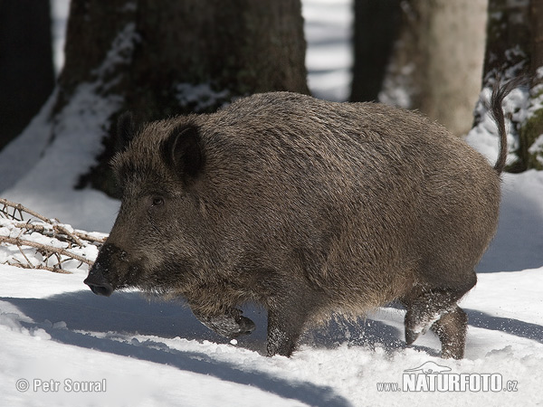 Diviak lesný (Sus scrofa)