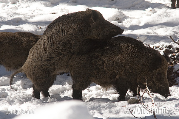 Diviak lesný (Sus scrofa)