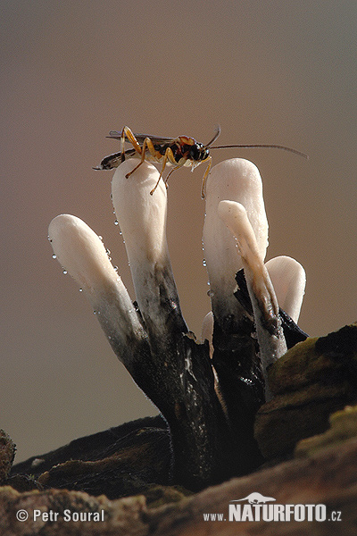 drevnatec štíhly (Xylaria longipes)