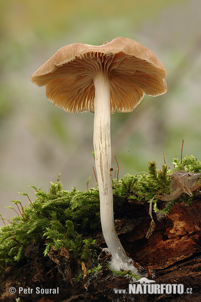 holohlavec český (Psilocybe bohemica)