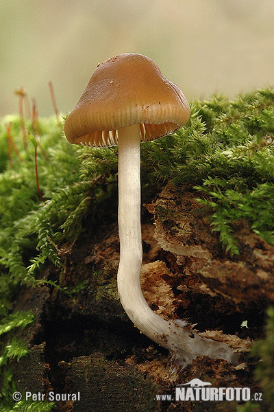 holohlavec český (Psilocybe bohemica)