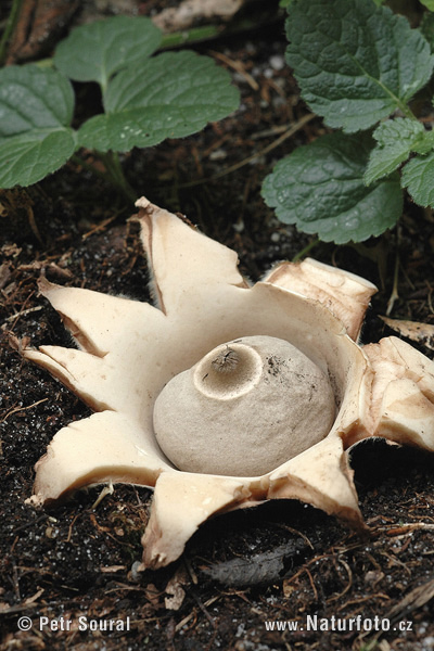 hviezdovka trojitá (Geastrum triplex)