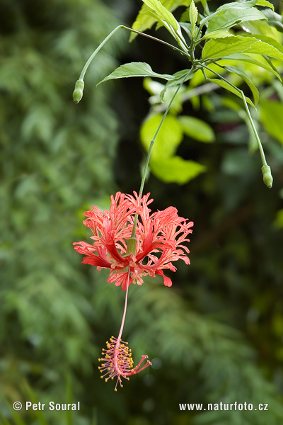 Ibištek čínska ruža (Hibiscus schizopetalus)