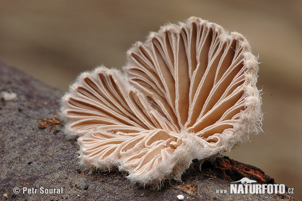 klanolupeňovka obyčajná (Schizophyllum commune)