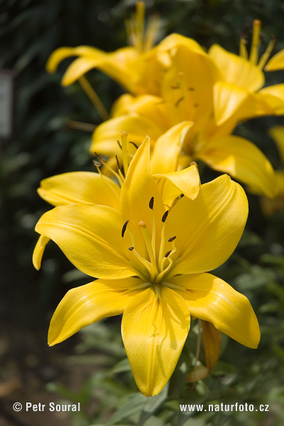 Ľalia (Lilium hybridum)