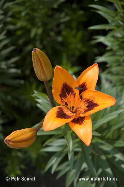 Ľalia (Lilium hybridum)