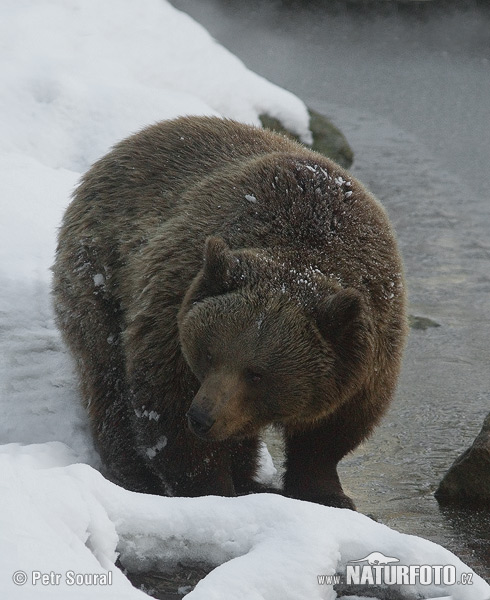 Medveď hnedý (Ursus arctos)