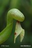 Darlingtonie kalifornská (Darlingtonia californica)