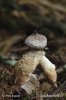 hvězdovka klenbová (Geastrum fornicatum)