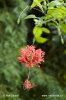 Ibišek dřípený (Hibiscus schizopetalus)