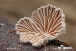 klanolístka obecná (Schizophyllum commune)