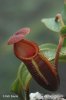 Láčkovka (Nepenthes macrophylla)