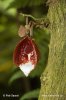 Podražec stromovitý (Aristolochia arborea)