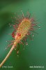 Rosnatka (Drosera affinis)