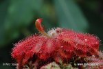 Rosnatka (Drosera montana)