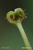 Rosnatka vidličnatá (Drosera binata var. dichotoma)
