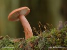 ryzec (Lactarius sp.)