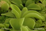 Tučnice (Pinguicula moranensis)