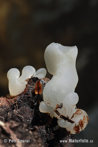 pajelenka želatínová (Pseudohydnum gelatinosum)