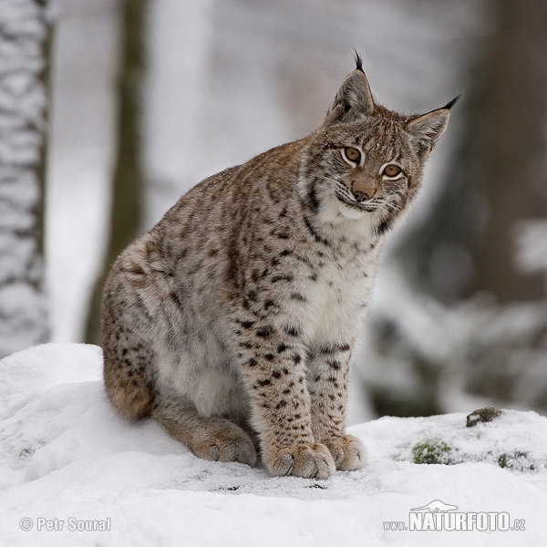 Rys ostrovid (Lynx lynx)