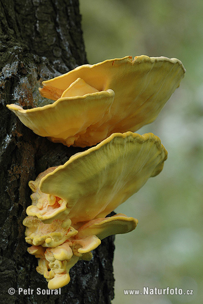 sírovec obyčajný (Laetiporus sulphureus)