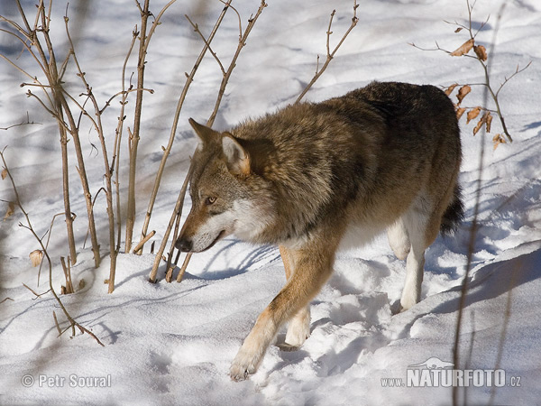 Vlk dravý (Canis lupus)