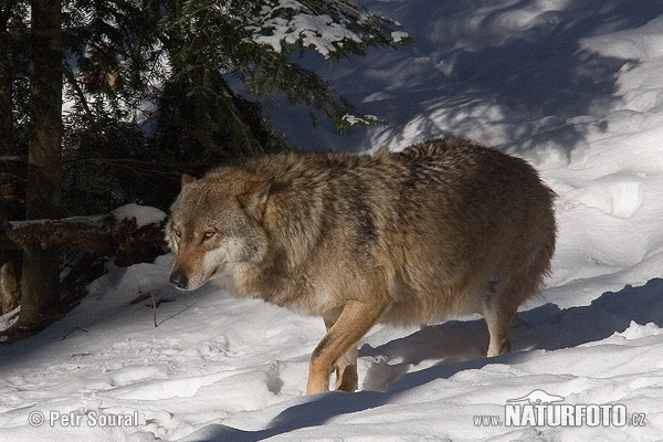 Vlk dravý (Canis lupus)