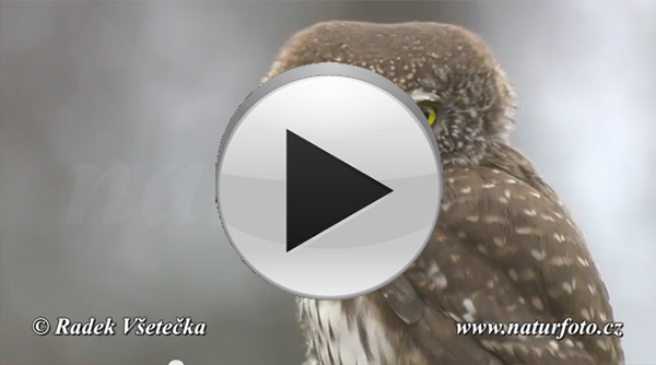 Kuvičok vrabčí (Glaucidium passerinum)