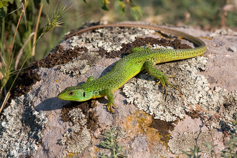 Ještěrka balkánská | Naturfoto.cz